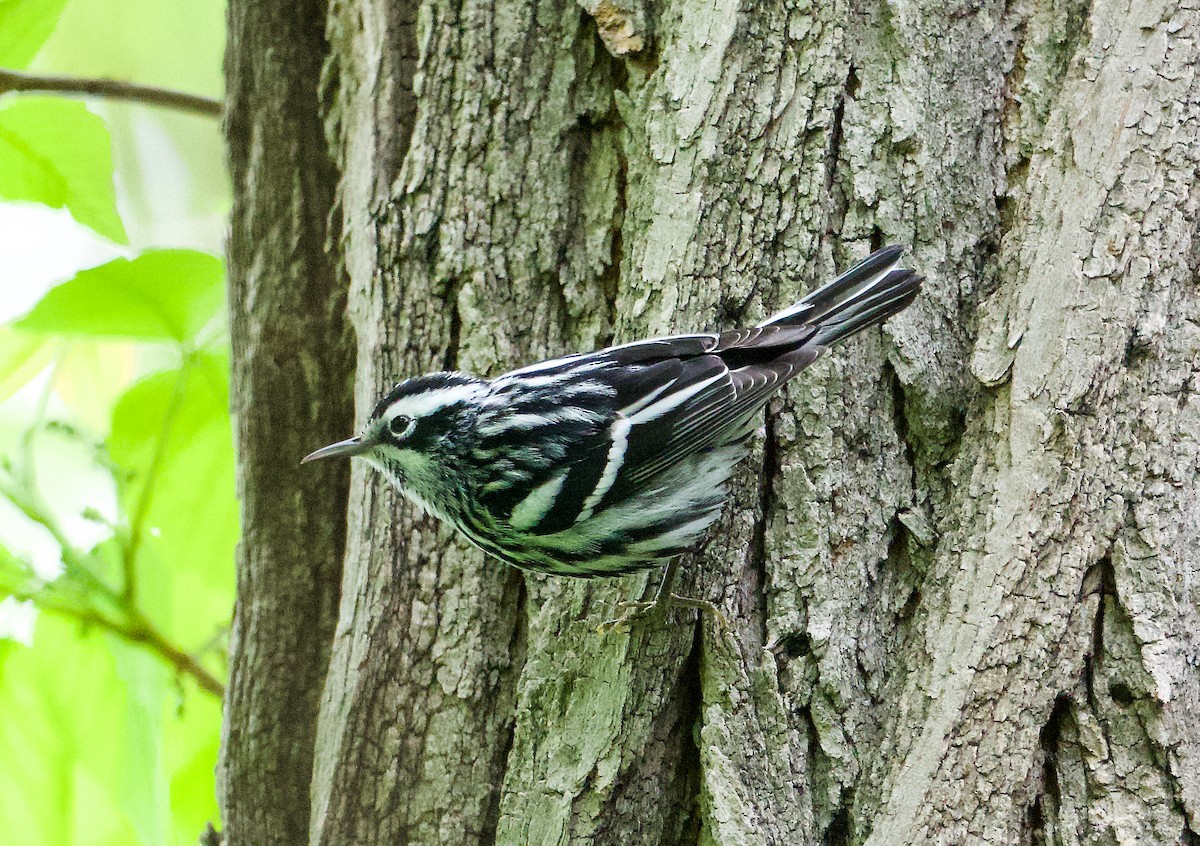 Black-and-white Warbler - ML618451453