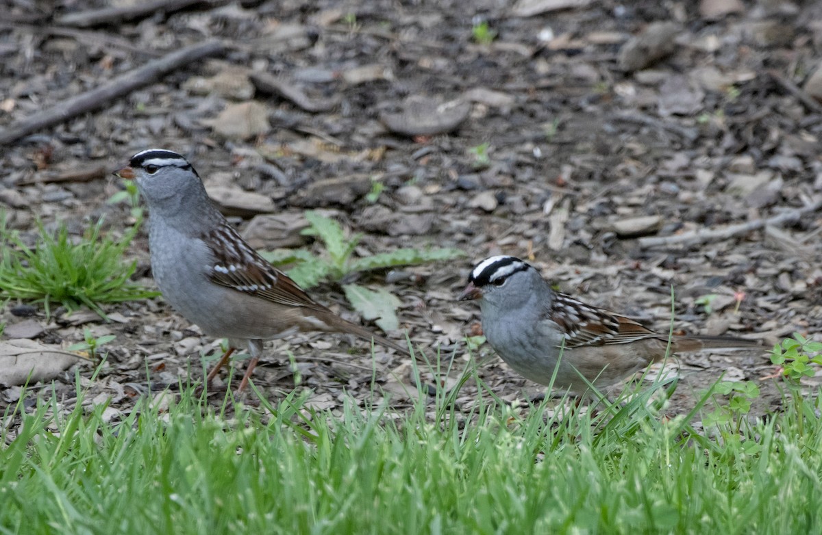 White-crowned Sparrow - ML618451455
