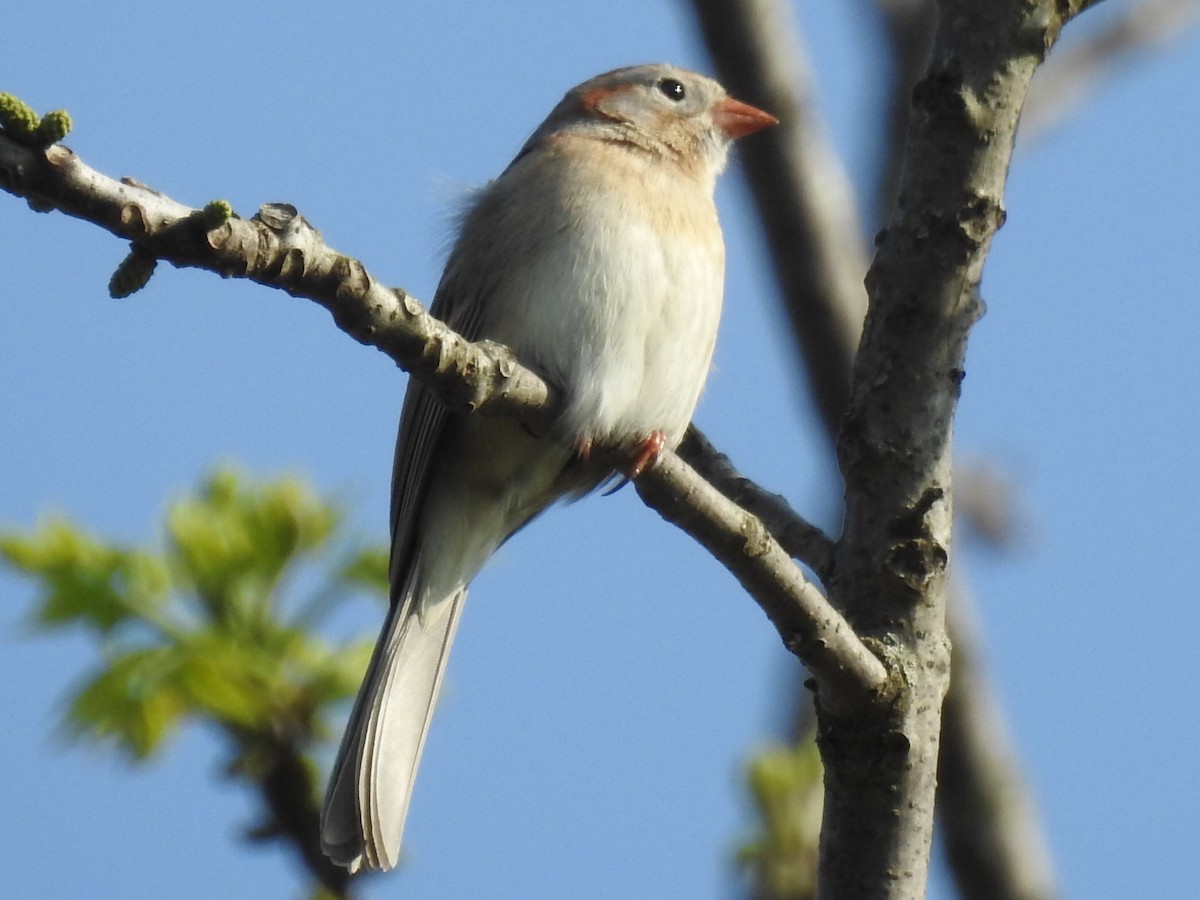 Field Sparrow - ML618451462