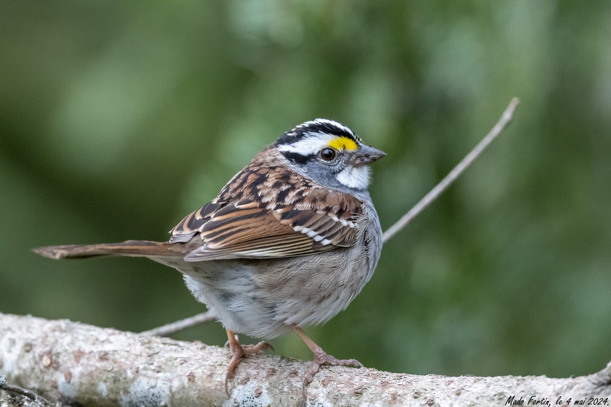 White-throated Sparrow - ML618451484