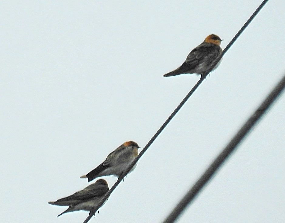 Tawny-headed Swallow - ML618451494