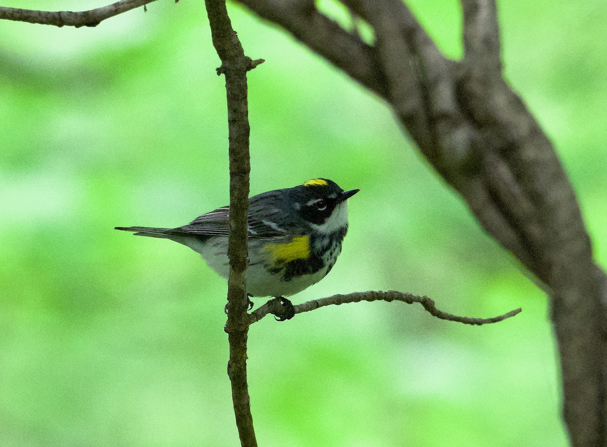 Yellow-rumped Warbler (Myrtle) - ML618451496