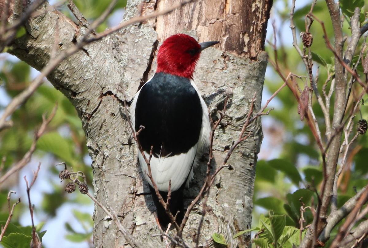 Red-headed Woodpecker - ML618451515