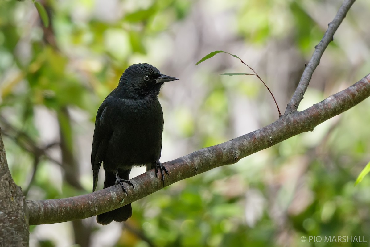 Austral Blackbird - ML618451518