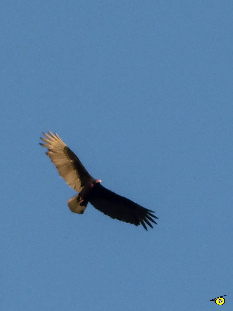 Turkey Vulture - ML618451549