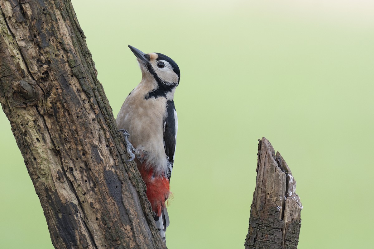 Great Spotted Woodpecker (Great Spotted) - ML618451578