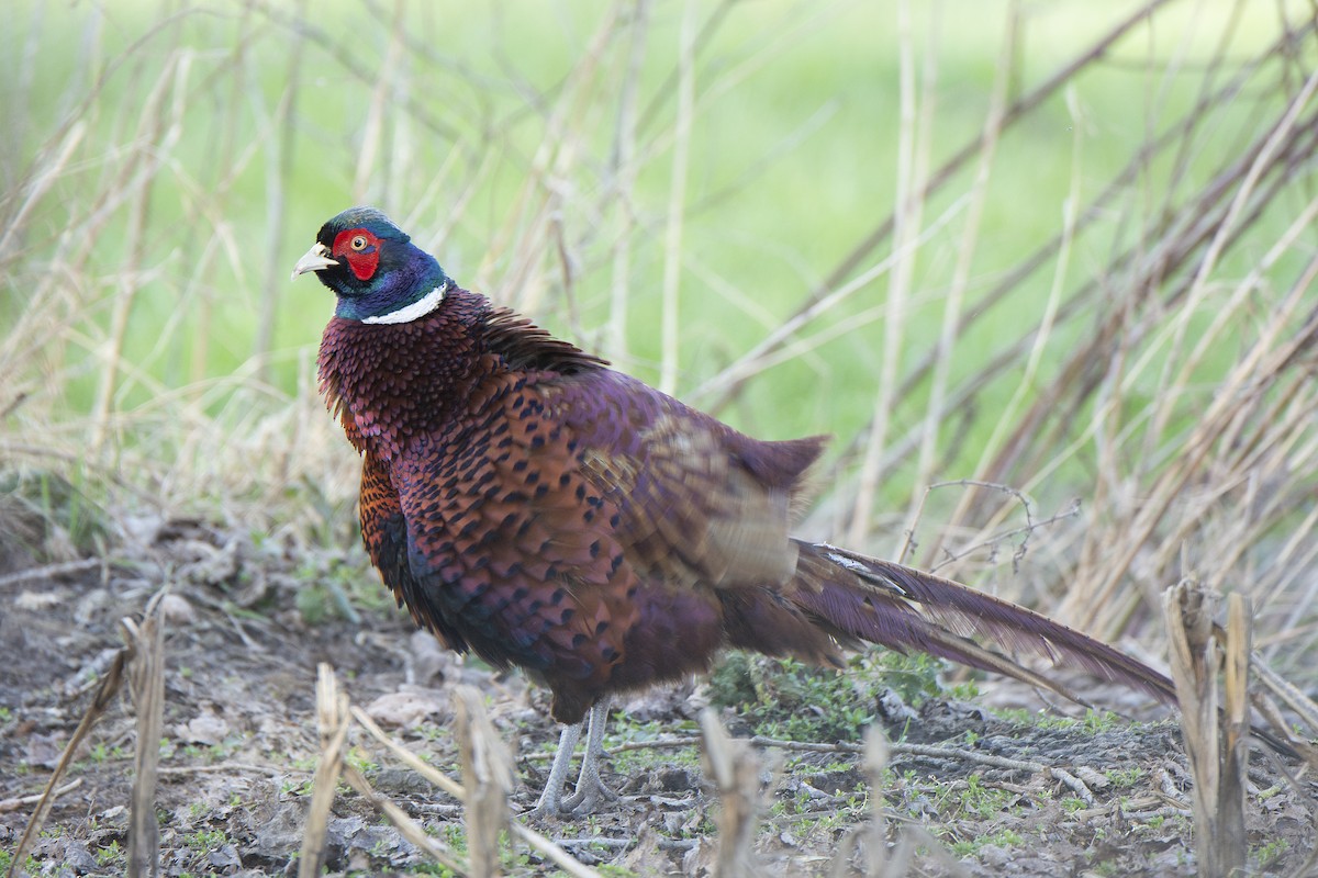 Ring-necked Pheasant - ML618451606