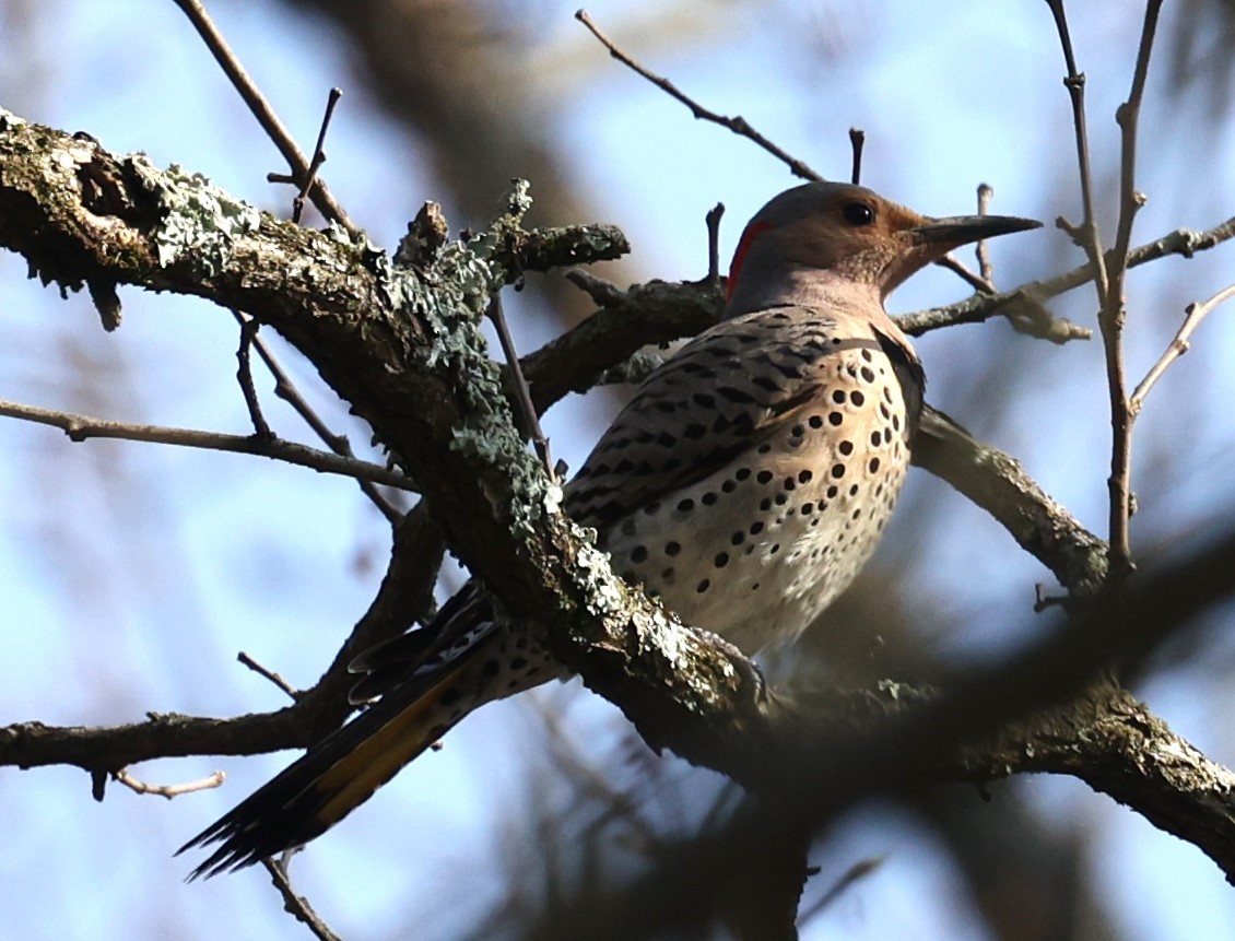 Northern Flicker (Yellow-shafted) - ML618451650