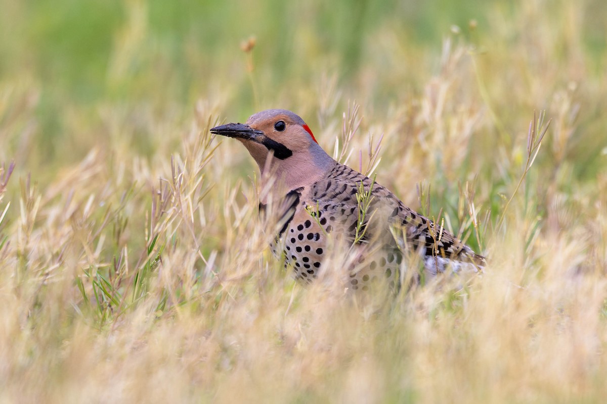 Northern Flicker (Yellow-shafted) - ML618451673