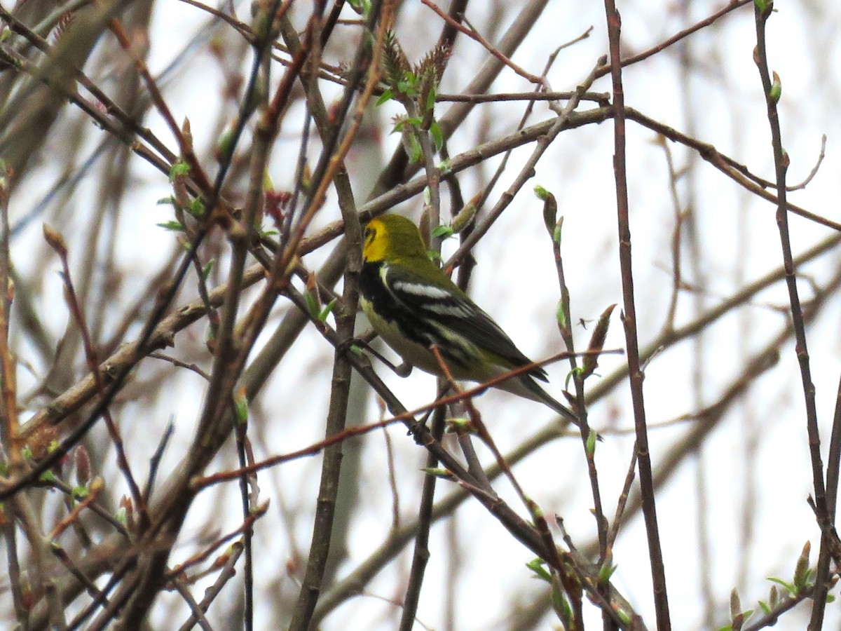 Black-throated Green Warbler - Michel Turcot
