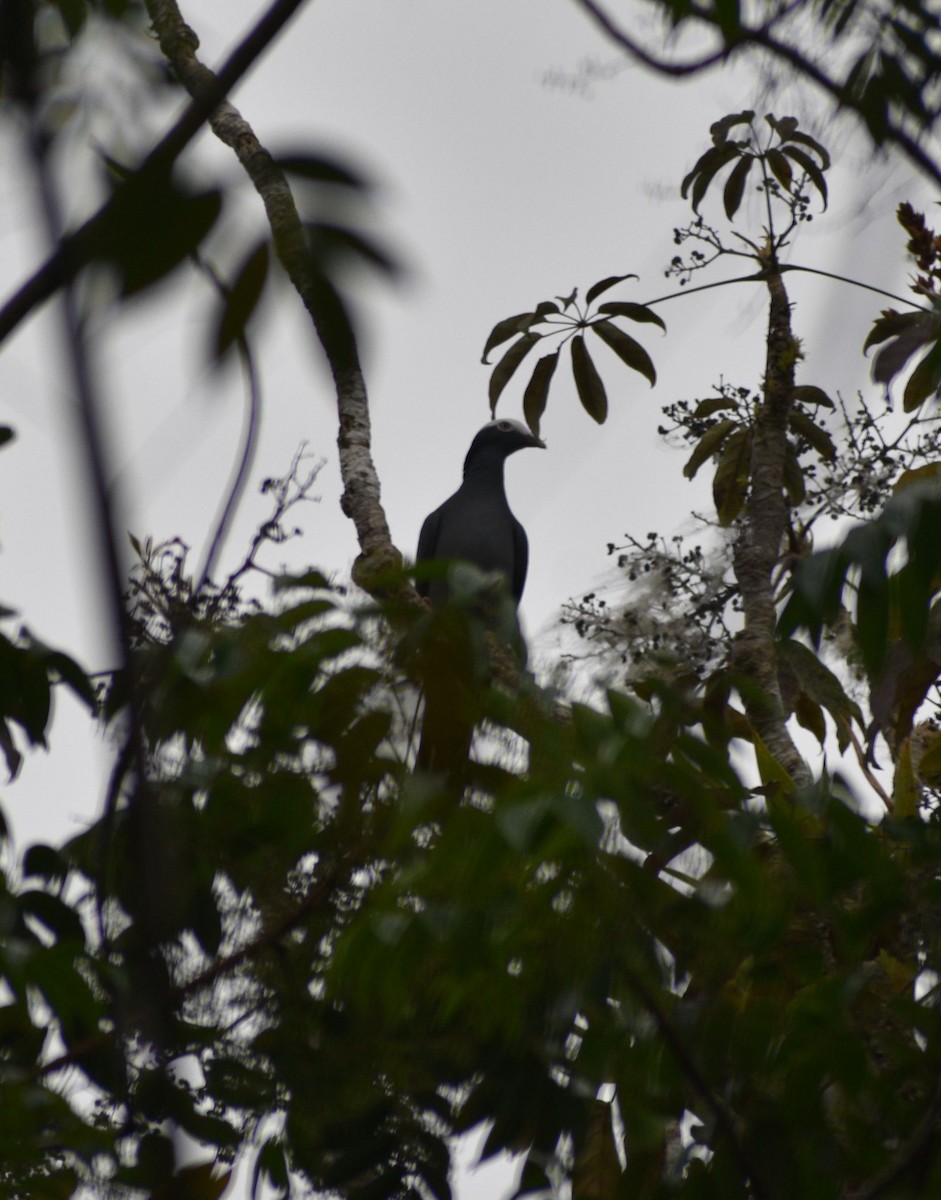 White-crowned Pigeon - ML618451702