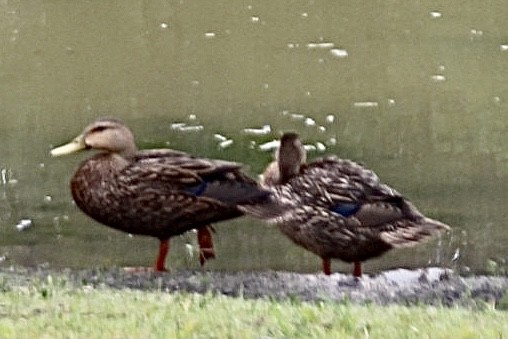 Mottled Duck (Florida) - ML618451716