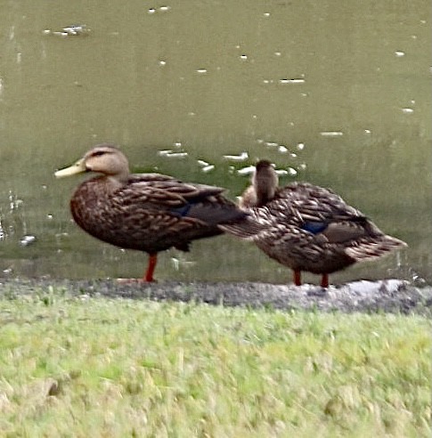 Mottled Duck (Florida) - ML618451717