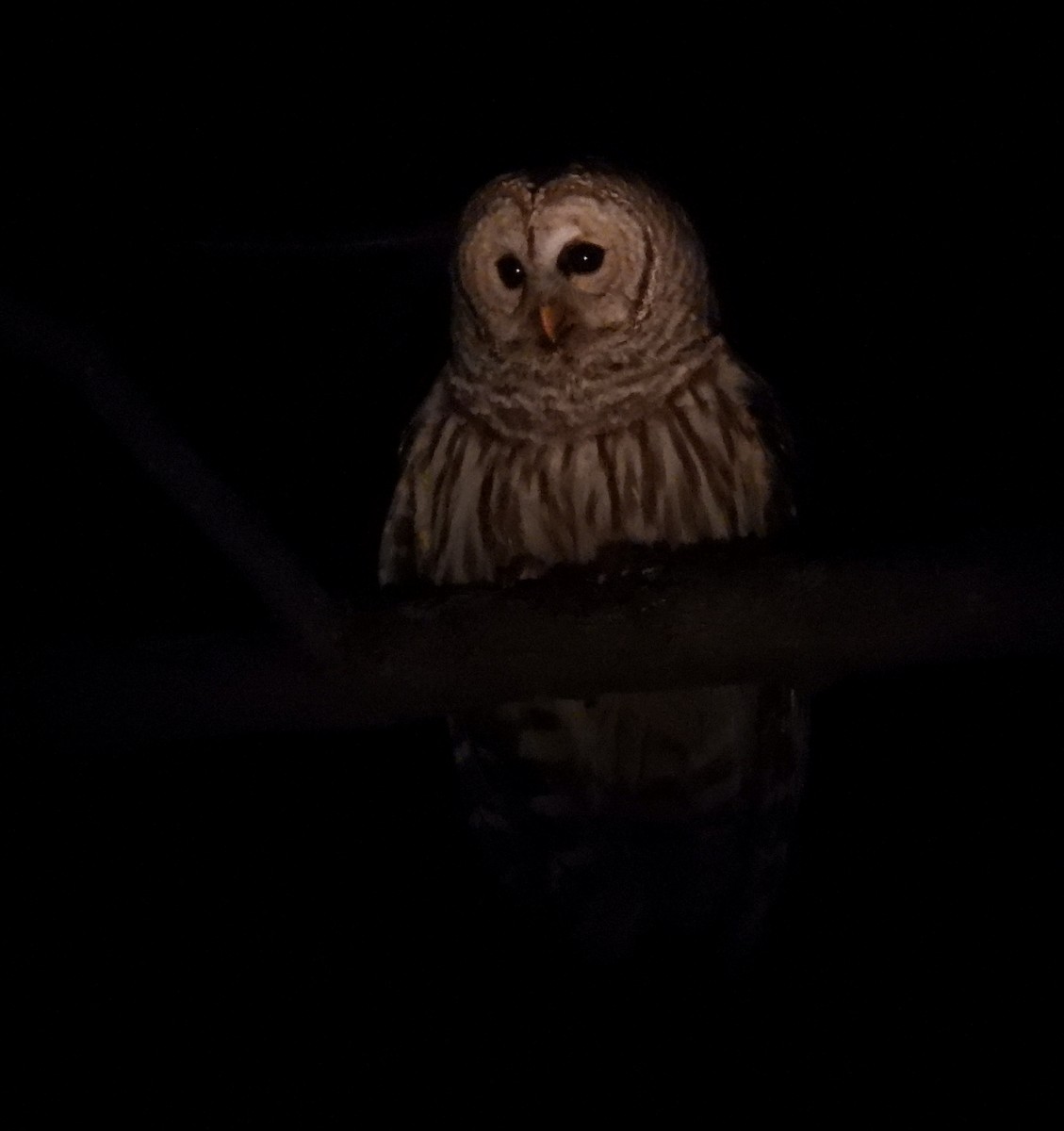 Barred Owl - ML618451758