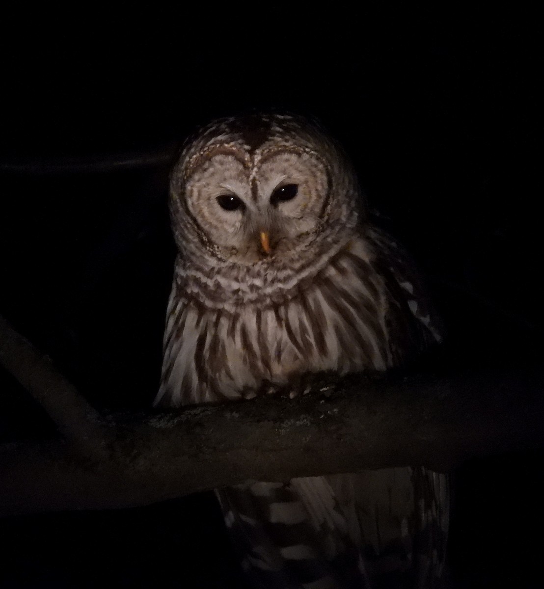 Barred Owl - ML618451759