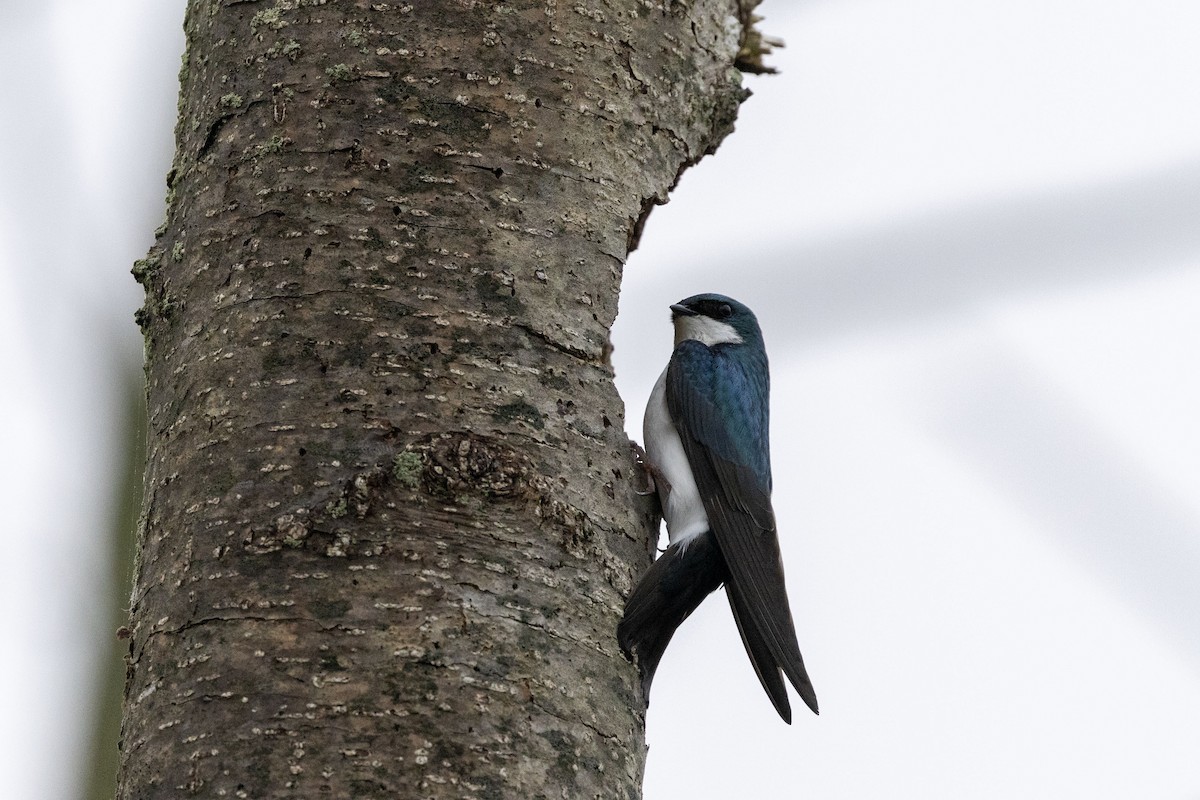 Tree Swallow - Lonny Garris