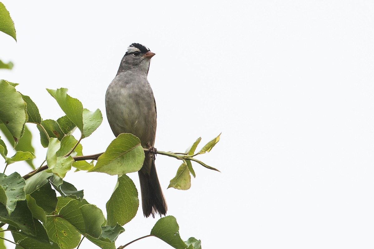 White-crowned Sparrow - ML618451837