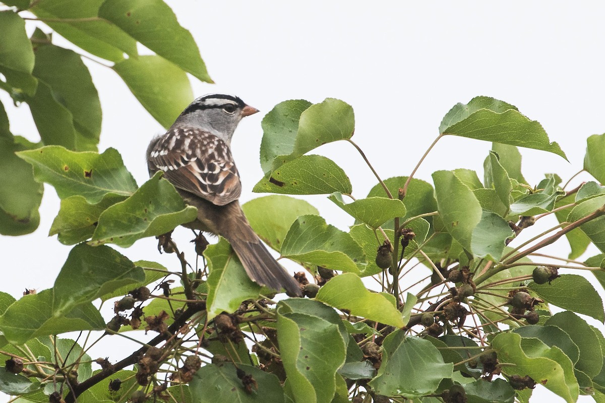 White-crowned Sparrow - ML618451838