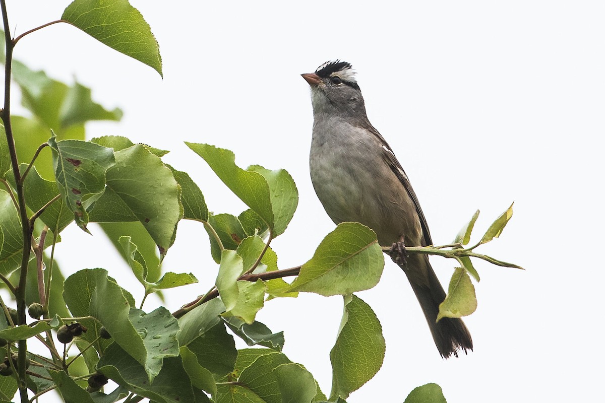White-crowned Sparrow - ML618451839
