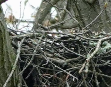 Great Horned Owl - ML618451852