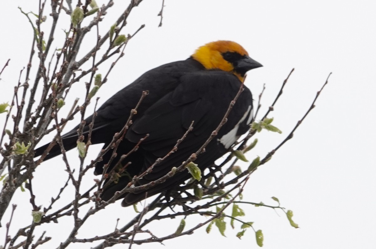 Yellow-headed Blackbird - ML618451878