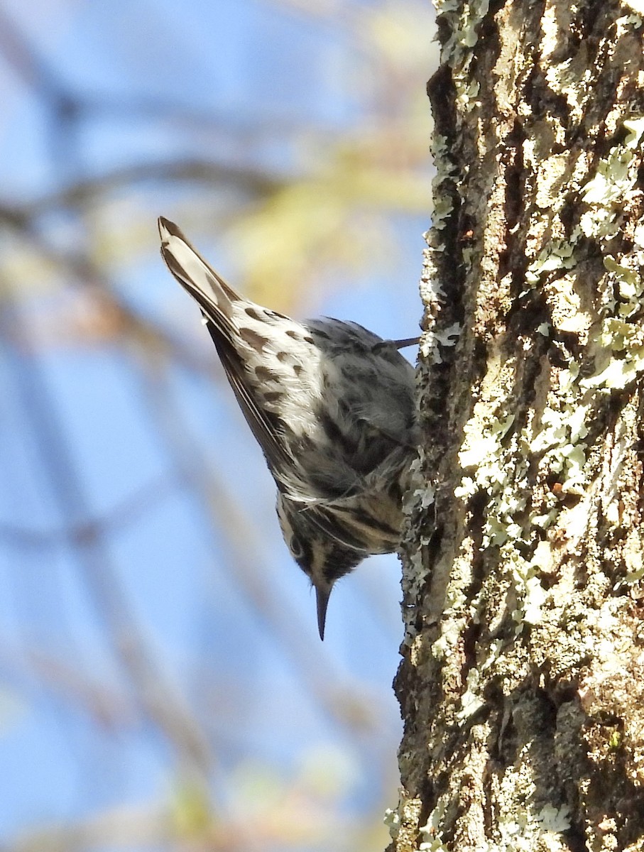 Black-and-white Warbler - ML618451897