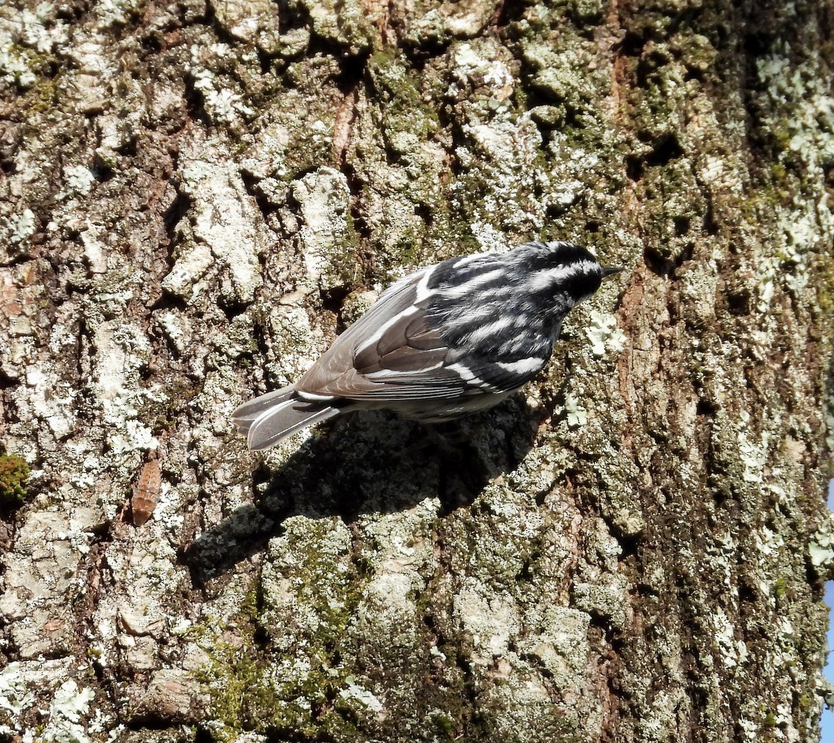 Black-and-white Warbler - ML618451898