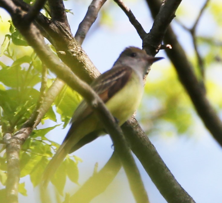 Great Crested Flycatcher - ML618451921