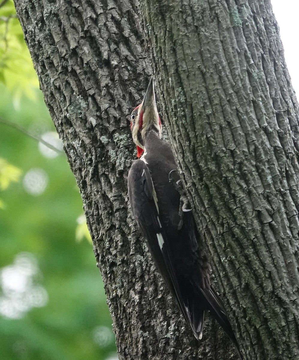 Pileated Woodpecker - ML618451926