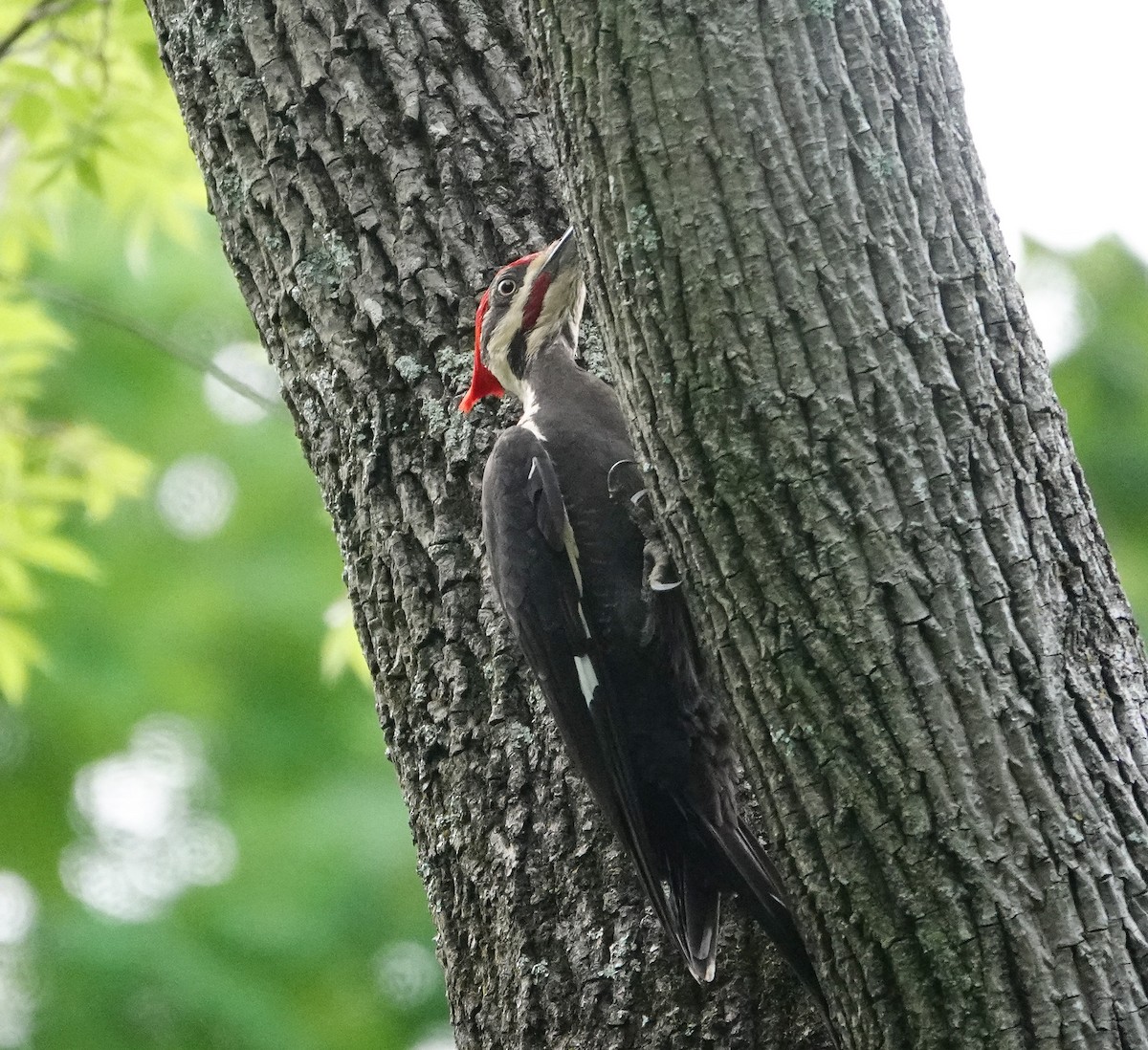 Pileated Woodpecker - ML618451927
