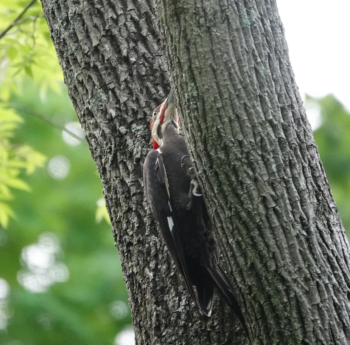Pileated Woodpecker - ML618451928