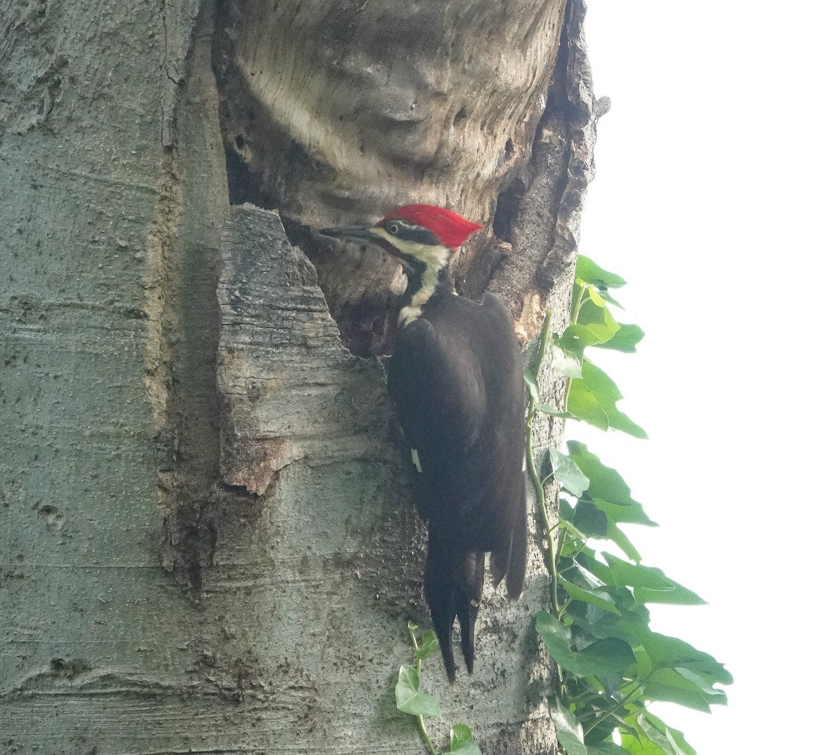 Pileated Woodpecker - ML618451929