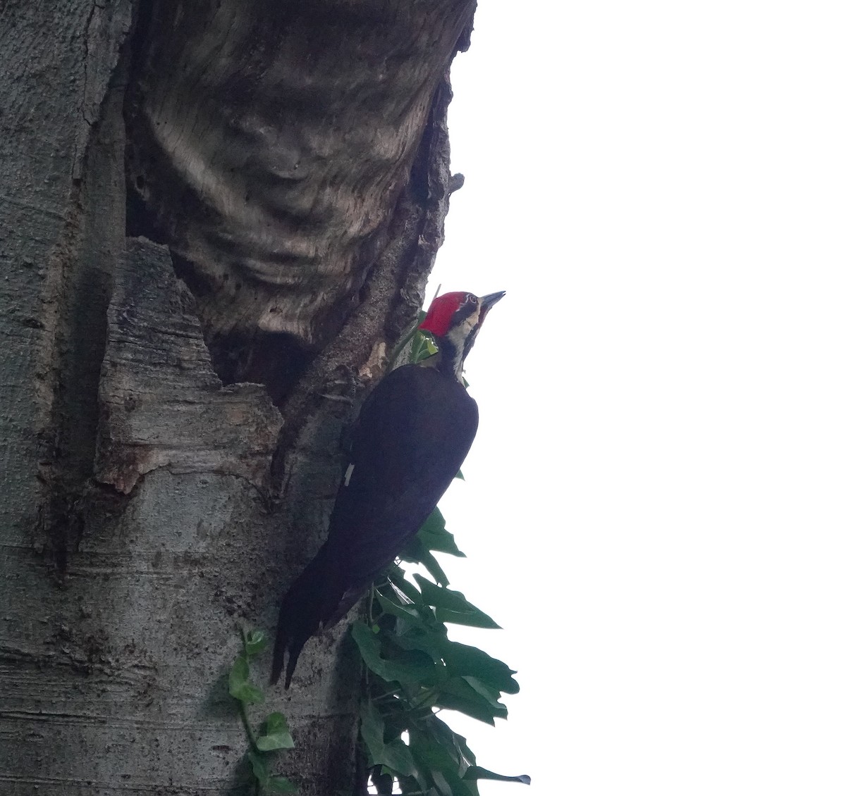 Pileated Woodpecker - ML618451933