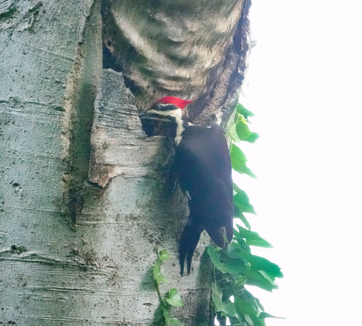 Pileated Woodpecker - ML618451934