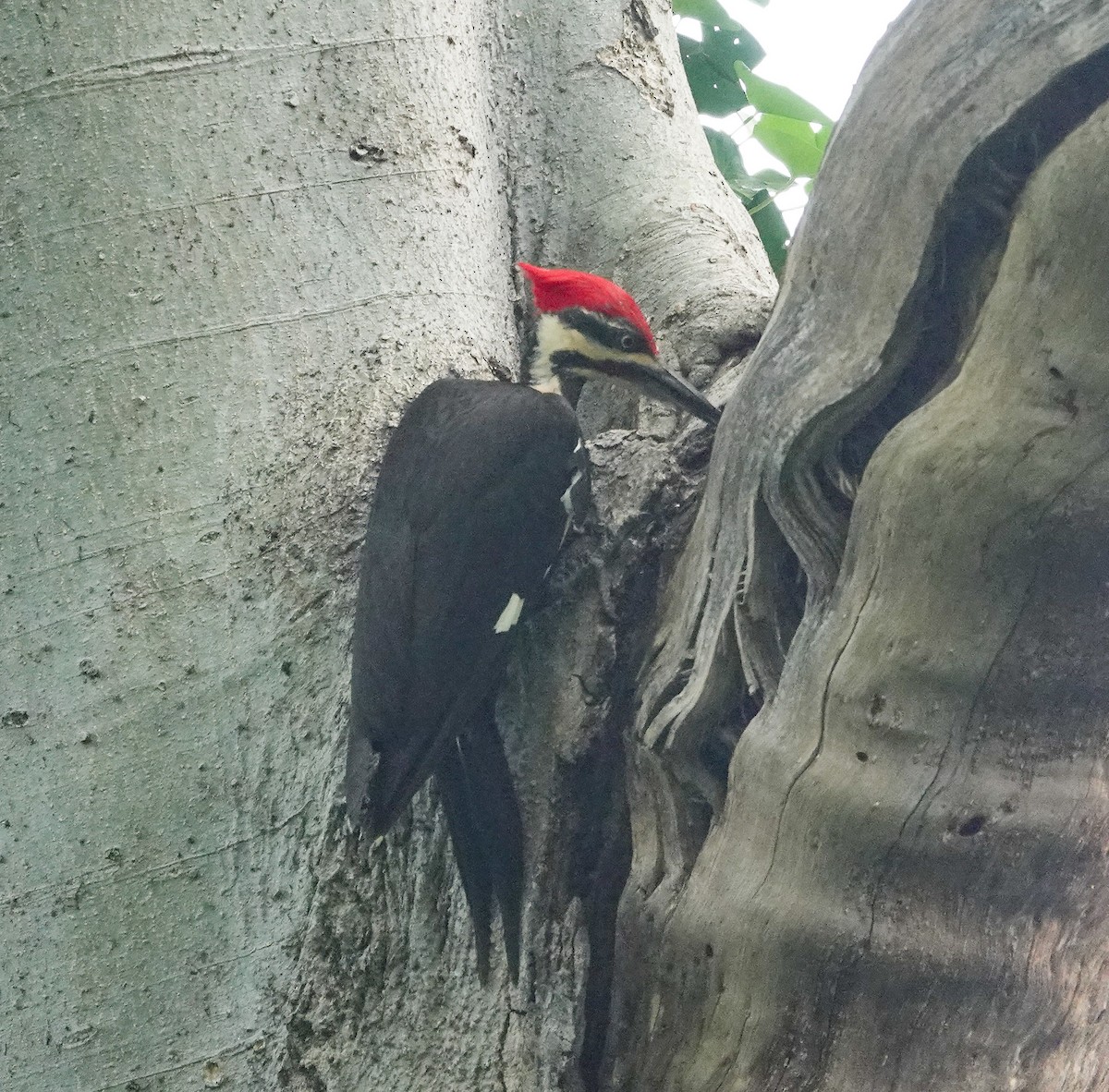 Pileated Woodpecker - ML618451935
