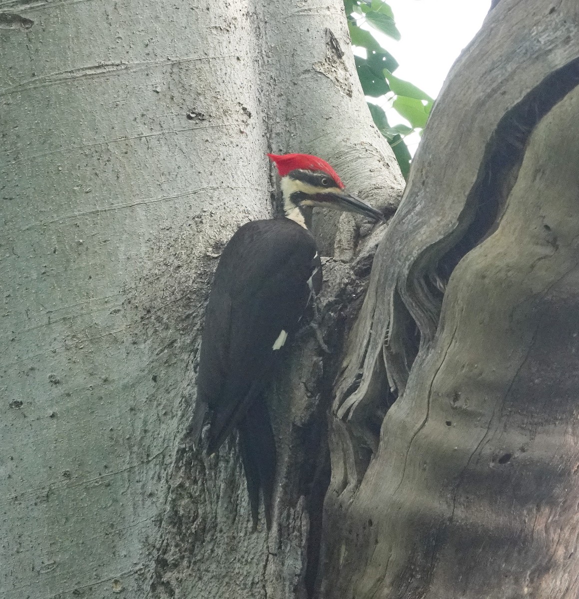 Pileated Woodpecker - ML618451937