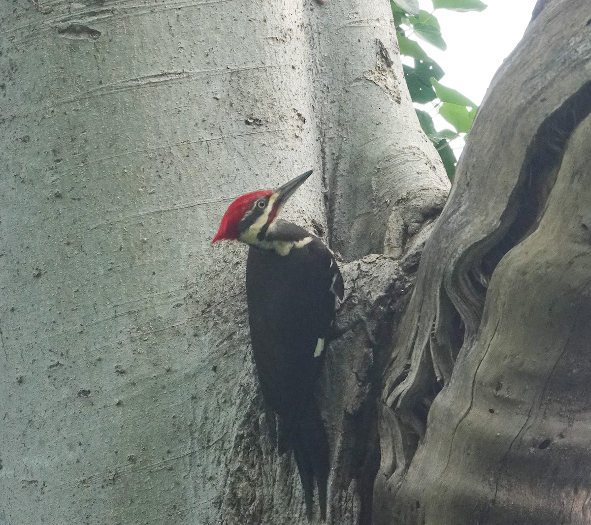 Pileated Woodpecker - ML618451938