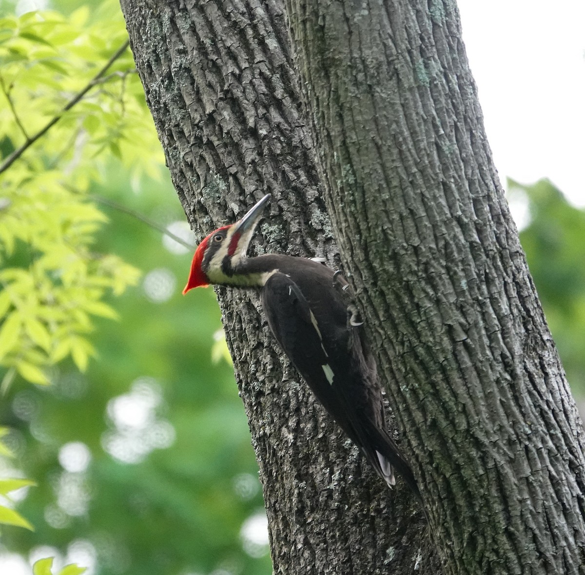 Pileated Woodpecker - ML618451939