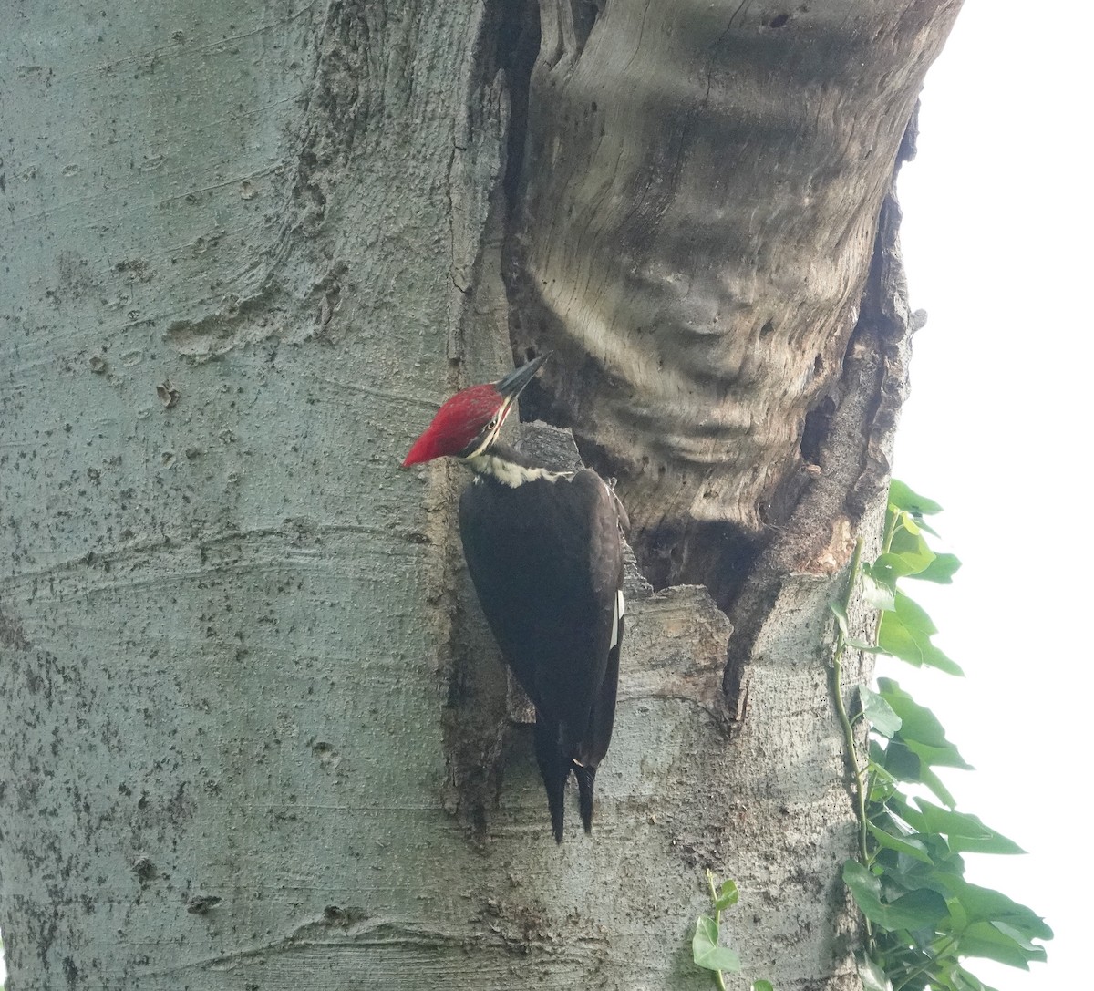 Pileated Woodpecker - ML618451940