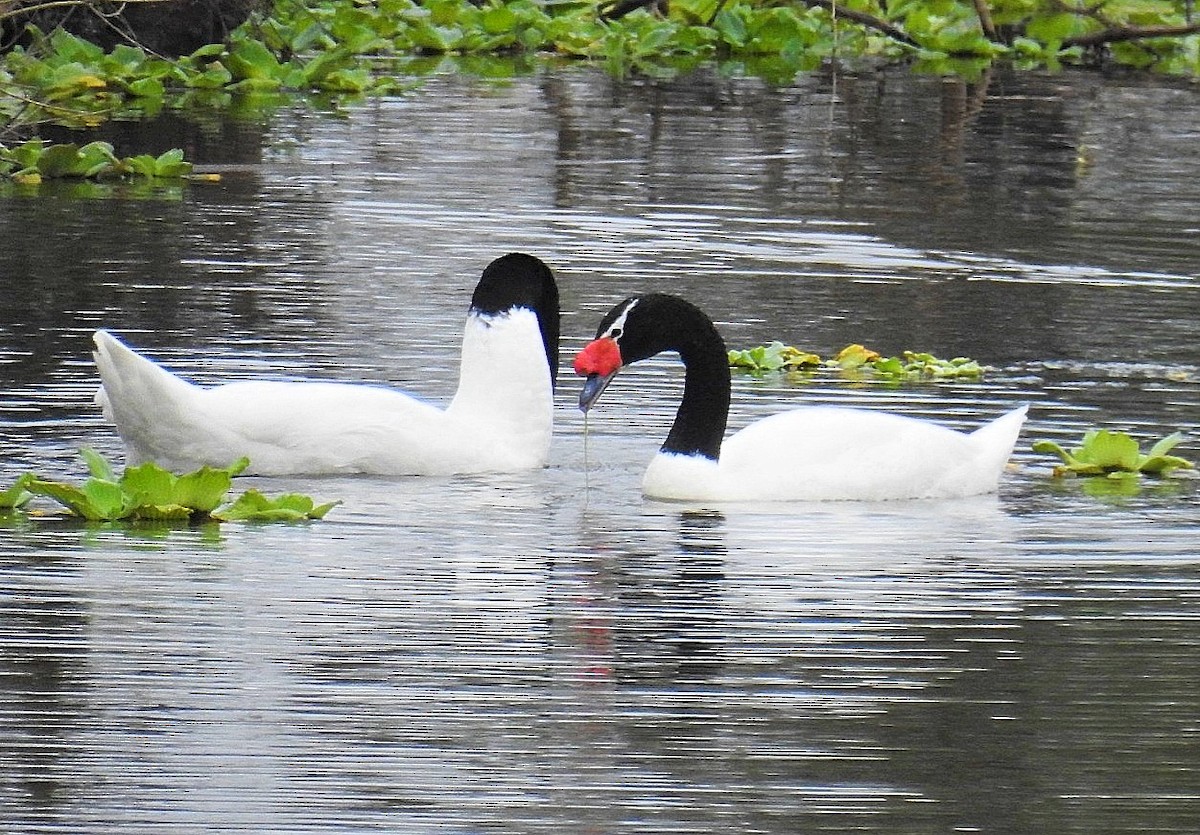 Black-necked Swan - ML618451945