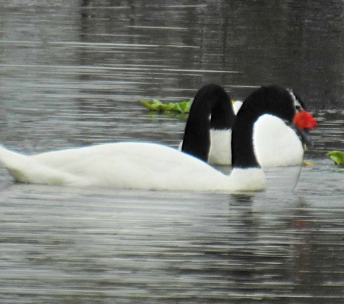 Black-necked Swan - ML618451946
