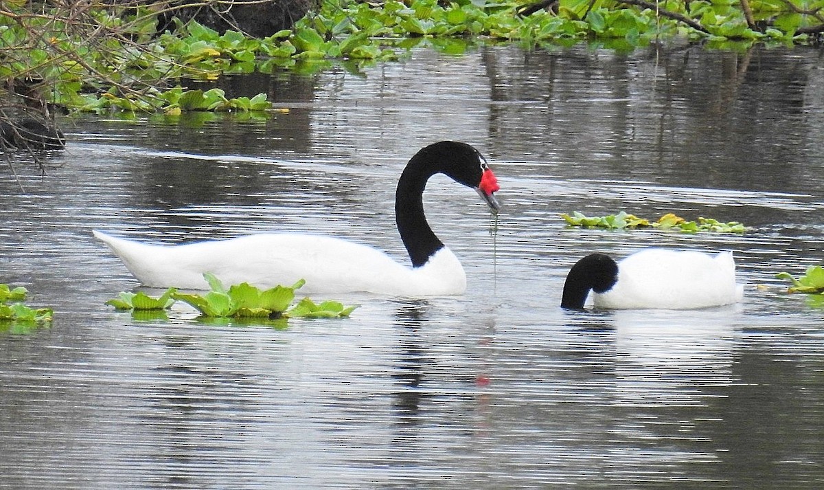 Black-necked Swan - ML618451947