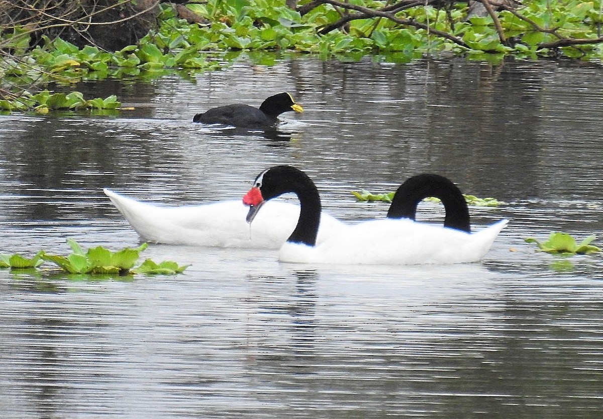 Black-necked Swan - ML618451948