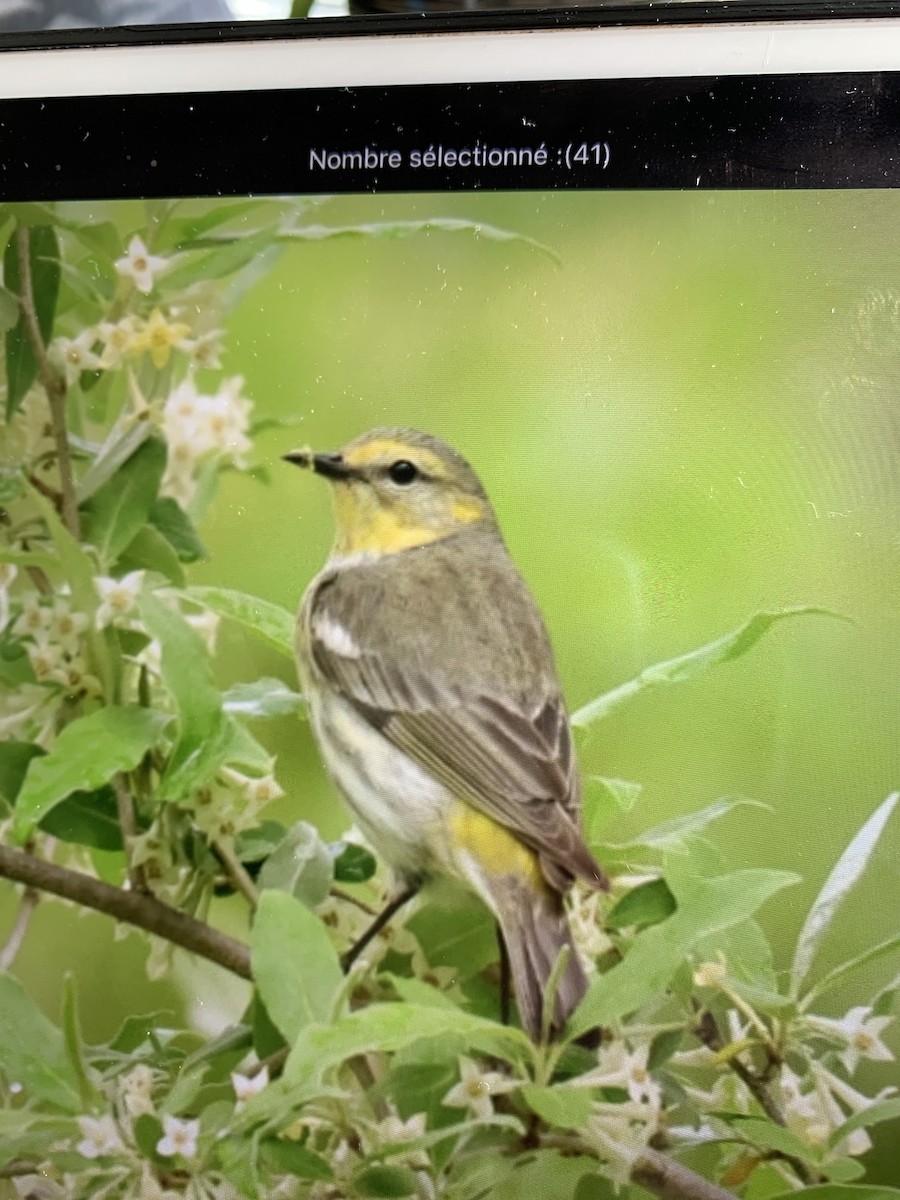 Cape May Warbler - ML618451961