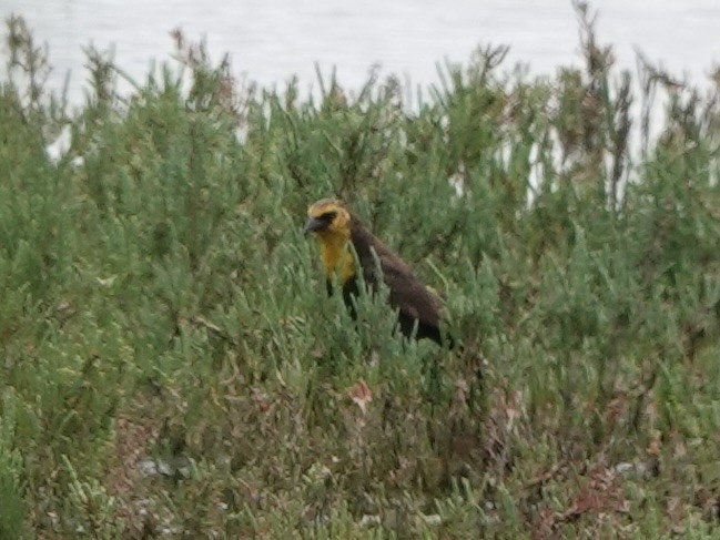Yellow-headed Blackbird - ML618451971