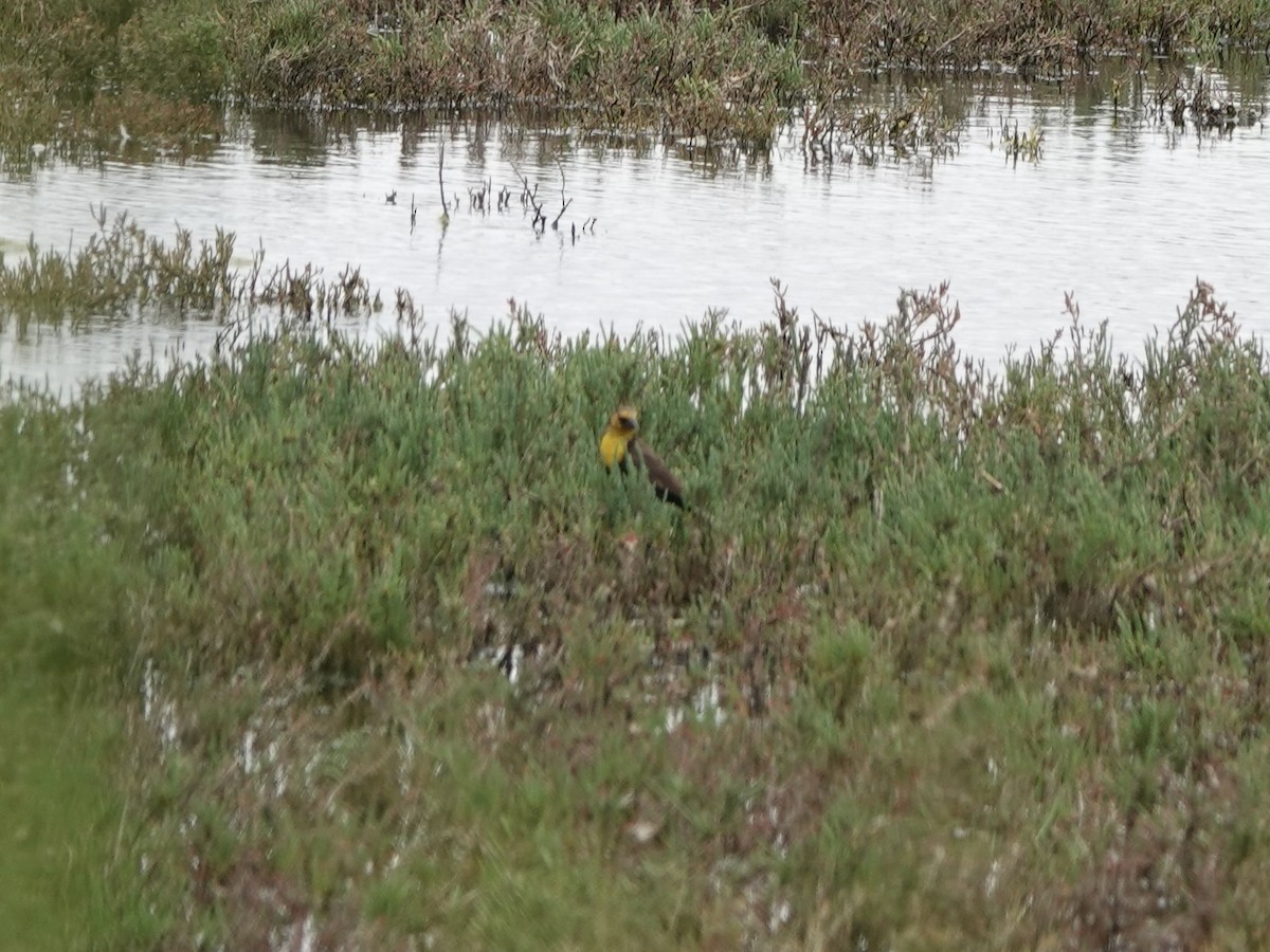 Yellow-headed Blackbird - ML618451972