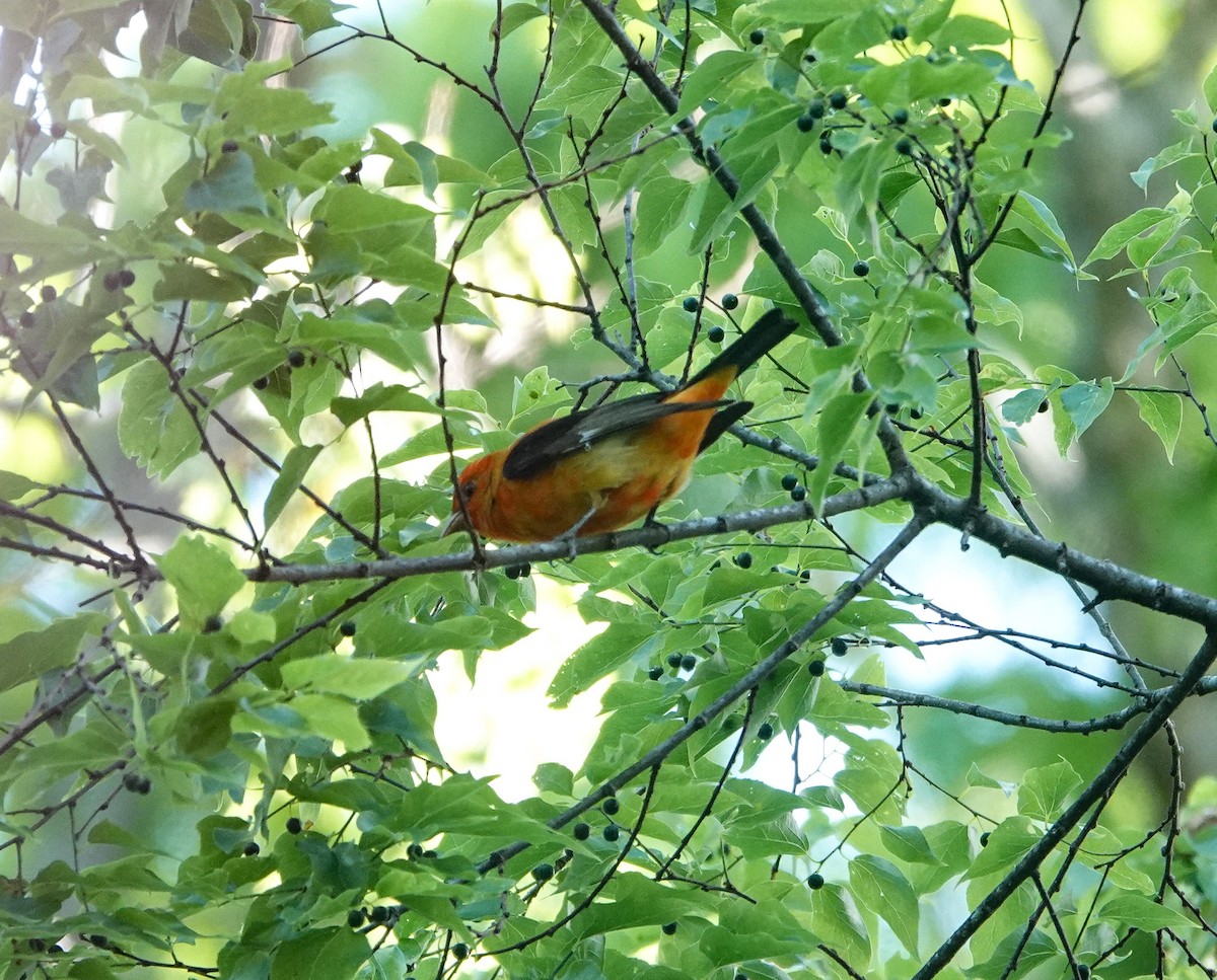 Scarlet Tanager - ML618452001