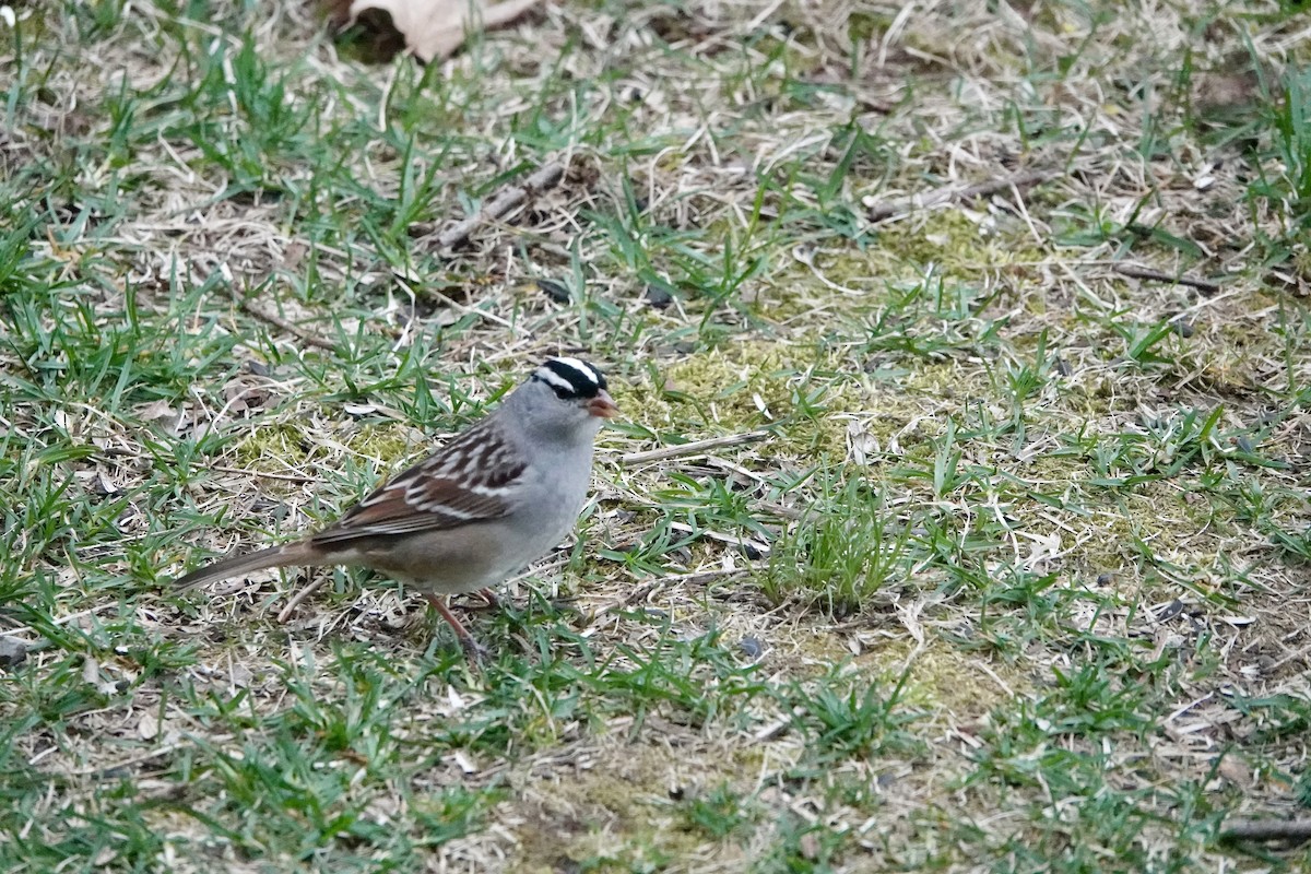White-crowned Sparrow - ML618452006
