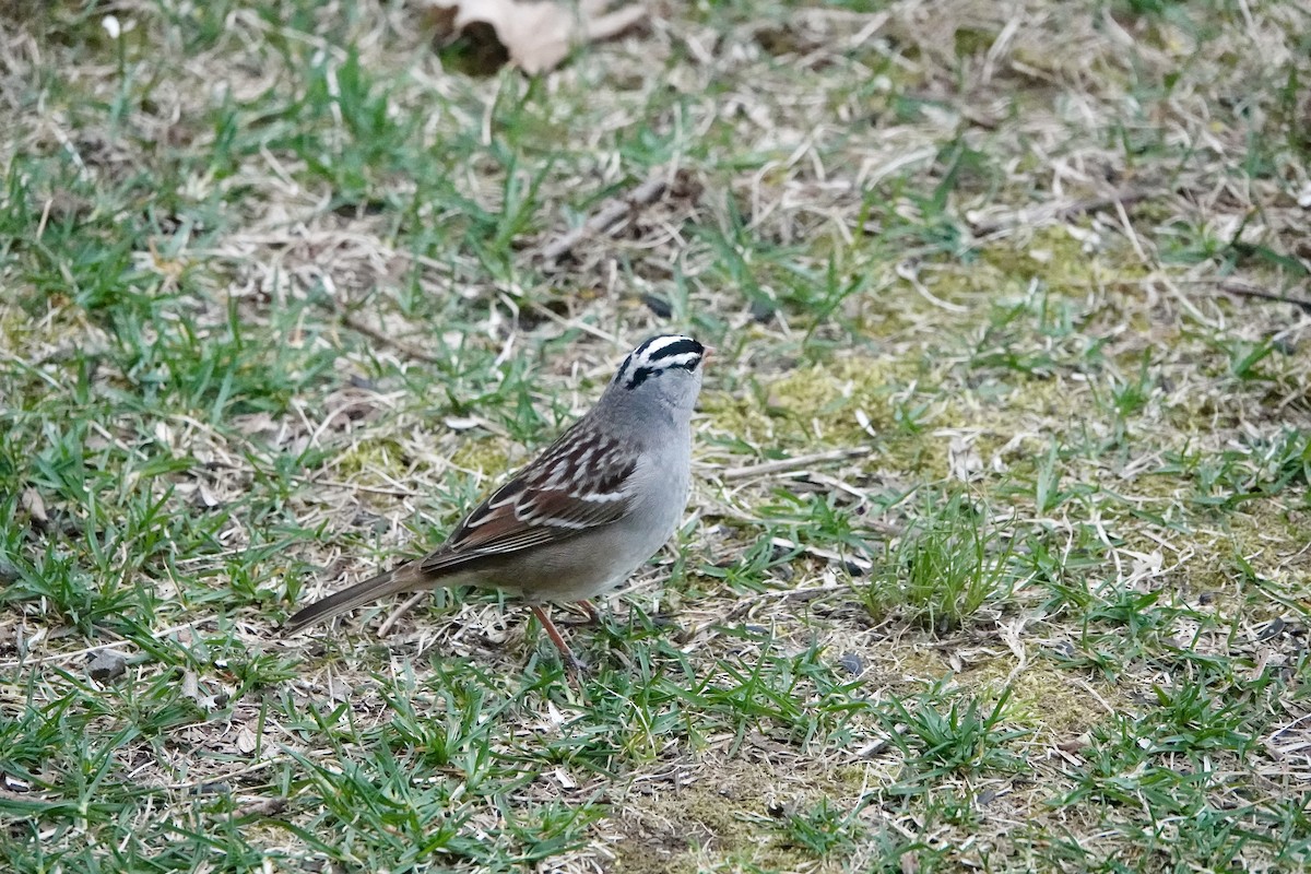 White-crowned Sparrow - ML618452007