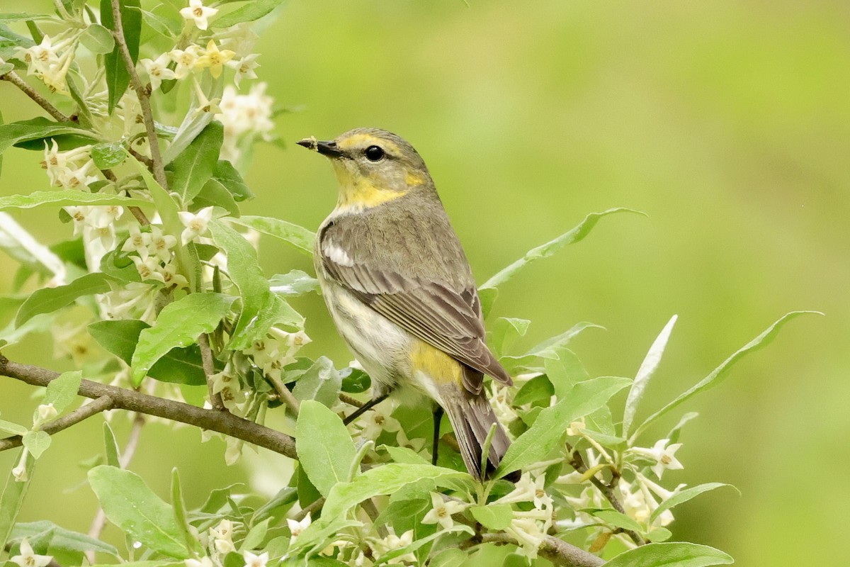 Cape May Warbler - Louise Sauve